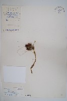 筆頭蛇菰藏品圖，第1張