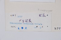 筆頭蛇菰藏品圖，第2張