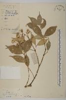 大果衛矛藏品圖，第1張