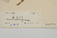 大丁黃藏品圖，第3張