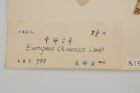 中國衛矛藏品圖，第3張