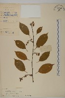 大葉南蛇藤藏品圖，第1張