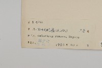 大葉南蛇藤藏品圖，第3張