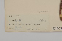 南華南蛇藤，青江藤藏品圖，第3張