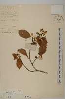 柄序南蛇藤藏品圖，第1張