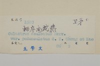 柄序南蛇藤藏品圖，第3張