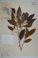 登錄號:S019739藏品圖，第1張