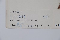 三花冬青藏品圖，第2張