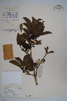 鐵冬青藏品圖，第1張