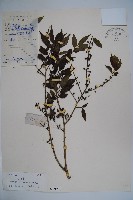 密毛假黃楊藏品圖，第1張