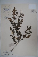 羅浮冬青、矮冬青藏品圖，第1張