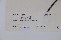 羅浮冬青、矮冬青藏品圖，第2張