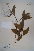 臺灣糊樗藏品圖，第1張