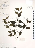 燈稱花、烏雞骨藏品圖，第1張