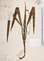 桔梗蘭藏品圖，第1張