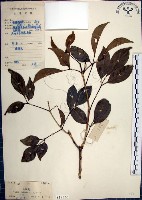 山埔姜藏品圖，第1張