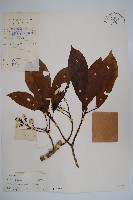 長花厚殼樹藏品圖，第1張