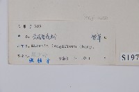長花厚殼樹藏品圖，第2張