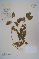 卵葉半邊蓮藏品圖，第1張