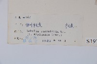 卵葉半邊蓮藏品圖，第2張