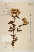 佩蘭、澤蘭藏品圖，第1張