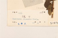 佩蘭、澤蘭藏品圖，第3張