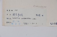 短柄半邊蓮藏品圖，第2張