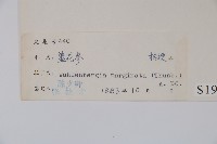 細葉蘭花參藏品圖，第2張