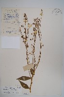 湖南沙參、寬裂沙參藏品圖，第1張