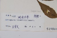 湖南沙參、寬裂沙參藏品圖，第2張