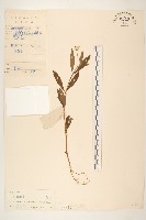 蟛蜞菊藏品圖，第1張