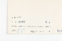 蟛蜞菊藏品圖，第3張