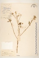 嶺南野菊藏品圖，第1張