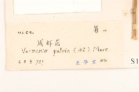 嶺南野菊藏品圖，第3張