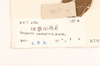 細脈斑鳩菊、毒根斑鳩菊藏品圖，第3張