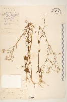 一枝香藏品圖，第1張