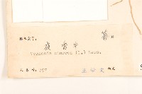 一枝香藏品圖，第3張