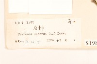 一枝香藏品圖，第3張