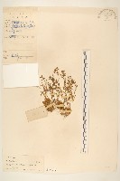 假吐金菊藏品圖，第1張