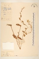 一枝黃花藏品圖，第1張