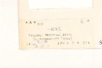 一枝黃花藏品圖，第3張