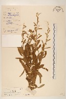 六角草藏品圖，第1張