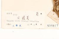 六角草藏品圖，第3張