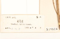 高苞苣藏品圖，第3張