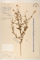 雞兒腸藏品圖，第1張