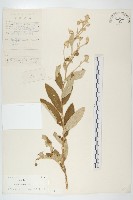 羊耳菊藏品圖，第1張