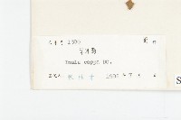 羊耳菊藏品圖，第3張