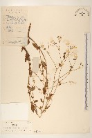 苦實菜藏品圖，第1張