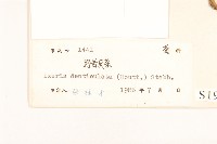 苦實菜藏品圖，第3張