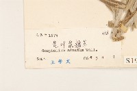 紅面番藏品圖，第3張